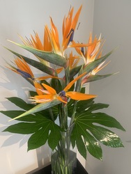 Tropical Birds
