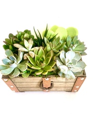 Succulent Garden in wooden "trunk" 