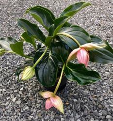 Medinilla Magnifica 