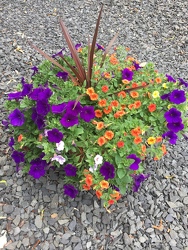 Summer Geranium and Petunia pots & hanging baskets