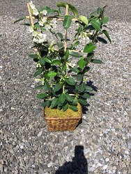 Stephanotis Plant 