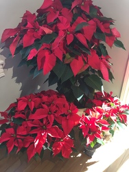 Poinsettia Poinsettia