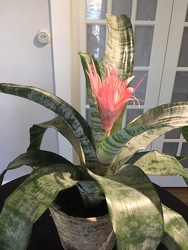 Bromeliad Plant