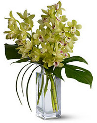 Elegant Orchids