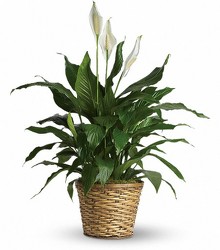 Peace Lily 