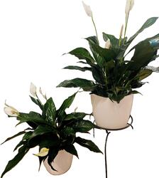 Peace Lily Peace Lily